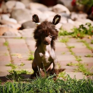 Schneider – Purebred Chinese Crested Puppy