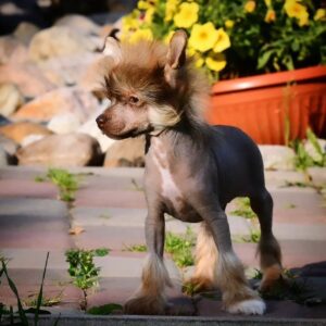 🐾 Montana – Purebred Chinese Crested Puppy