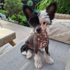 🐾 Spencer – Purebred Chinese Crested Puppy