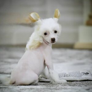🐾 Jasper – Purebred Chinese Crested Puppy