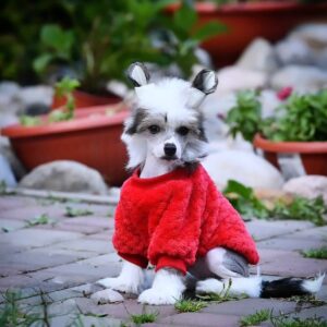 🐶 Princess – Purebred Chinese Crested Puppy