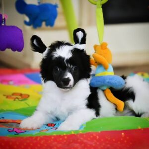 🐾 Tony – Purebred Chinese Crested Puppy