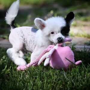Appollo - Chinese Crested puppy