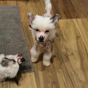 Meet Niana, a 10-week-old purebred Chinese Crested puppy for sale. Healthy, playful, and affectionate—raised with love by trusted breeders.