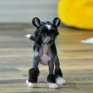 🐾 Elizabeth – Purebred Chinese Crested Puppy
