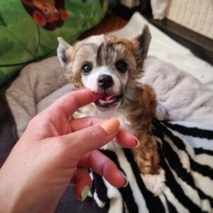 🐶 Rio – Purebred Chinese Crested Puppy