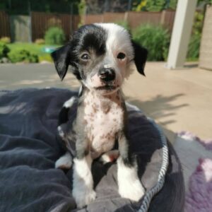 🐾 Legacy – Purebred Chinese Crested Puppy