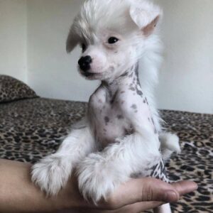 🐶 Luna – Purebred Chinese Crested Puppy