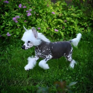 Leo purebred Chinese Crested puppy for sale – healthy 10-week-old male