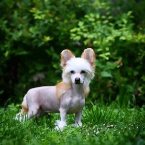 Ruby – Purebred Chinese Crested Puppy for Sale