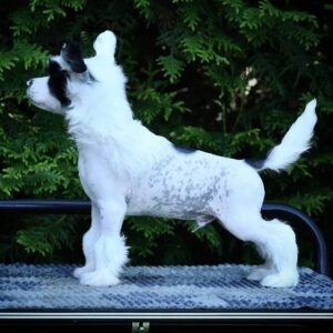 Meet Scott, a 10-week-old purebred Chinese Crested puppy for sale. Healthy, social, and full of love—raised ethically by trusted breeders.