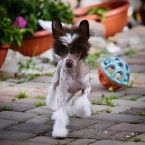 Purebred Chinese Crested puppy