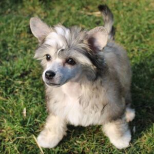 Bella - Purebred Chinese Crested puppy