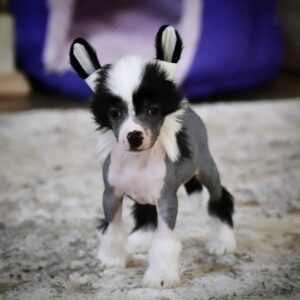 Troy – Male Chinese Crested Puppy
