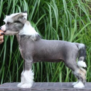 Daisy - Chinese Crested Puppy