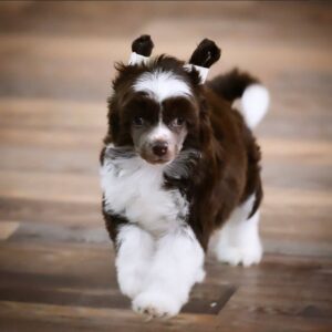 Armani - Purebred Chinese Crested Pupppy